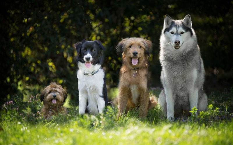 mad-til-hver-hund
